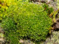 Syntrichia ruralis Fårhagen N delen, Bunkeflo strandängar, Malmö, Skåne, Sweden 20250201_0051