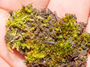 Tortula acaulon - Cuspidate Earth Moss - Knopptuss