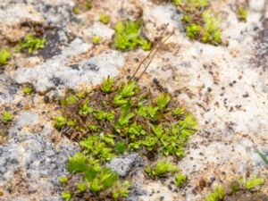 Tortula muralis - Wall-screw Moss - Murtuss