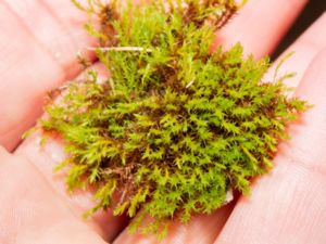 Didymodon fallax - False Beard-moss - Kalklansmossa