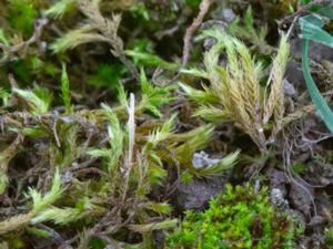 Homalothecium lutescens - Yellow Feather-moss - Kalklockmossa