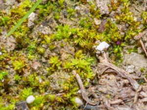 Microbryum curvicollum - Swan-necked Earth-moss - Nickpottia