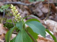 Pachysandra terminalis Långstorp, Höör, Skåne, Sweden 20170405_0216