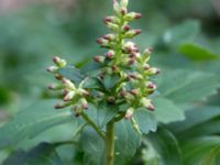 Pachysandra terminalis Långstorp, Höör, Skåne, Sweden 20170405_0247