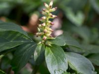 Pachysandra terminalis Långstorp, Höör, Skåne, Sweden 20170405_0248