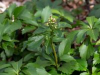 Pachysandra terminalis Långstorp, Höör, Skåne, Sweden 20170405_0250