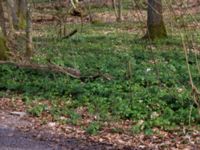 Pachysandra terminalis Långstorp, Höör, Skåne, Sweden 20170405_0251