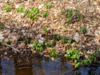 Pachysandra terminalis Långstorp, Höör, Skåne, Sweden 20180408_0084