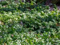 Pachysandra terminalis Långstorp, Höör, Skåne, Sweden 20180408_0086