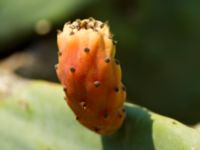 Opuntia ficus-indica Korission lake, Corfu, Greece 20100916 436