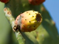 Opuntia ficus-indica Korission lake, Corfu, Greece 20100916 438