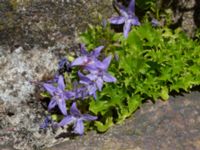 Campanula garganica Rudeboksvägen, Gunnesbo, Lund, Skåne, Sweden 20220618_0013