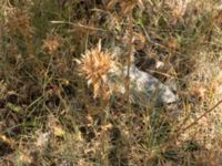 Campanula lingulata Botanical Garden Biokovo, Kotinica, Tucepi, Croatia 20170804_1751