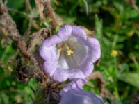 Campanula medium Bäckaforsvägen, Klagshamn, Malmö, Skåne, Sweden 20180908_0050