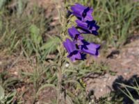 Campanula medium Grodreservatet, Malmö hamn, Malmö, Skåne, Sweden 20160609_0001