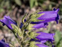 Campanula medium Grodreservatet, Malmö hamn, Malmö, Skåne, Sweden 20160609_0002