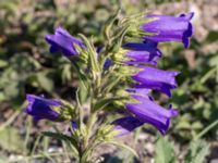 Campanula medium Grodreservatet, Malmö hamn, Malmö, Skåne, Sweden 20160609_0004