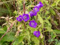 Campanula medium Holmastigen, Ärtholmsvägen, Malmö, Skåne, Sweden 20200708_0045