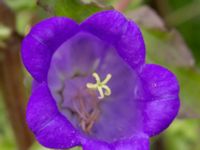 Campanula medium Holmastigen, Ärtholmsvägen, Malmö, Skåne, Sweden 20200708_0046