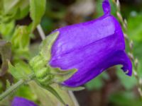 Campanula medium Holmastigen, Ärtholmsvägen, Malmö, Skåne, Sweden 20200708_0047