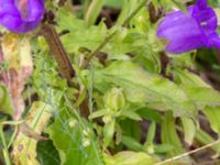 Campanula medium Holmastigen, Ärtholmsvägen, Malmö, Skåne, Sweden 20200708_0049