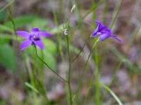 Campanula patula Bråfors, Norberg, Västmanland, Sweden 20150705_0386