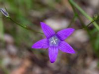 Campanula patula Bråfors, Norberg, Västmanland, Sweden 20150705_0415