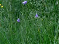 Campanula patula Gissebo Åsvik, Västervik, Småland, Sweden 20190608_0440