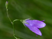 Campanula patula Gissebo Åsvik, Västervik, Småland, Sweden 20190608_0442