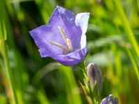 Campanula persicifolia Åkerlund och rausings väg, Lund, Skåne, Sweden 20180602_0011