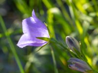 Campanula persicifolia Åkerlund och rausings väg, Lund, Skåne, Sweden 20180602_0012