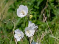 Campanula persicifolia Lindängelunds rekreationsområde, Malmö, Skåne, Sweden 20220628_0104