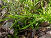 Campanula persicifolia Målareviken, Kalmar, Småland, Sweden 20190609_0107