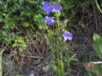 Campanula persicifolia Svanetorpsvägen, Åkarp, Lomma, Skåne, Sweden 20160716_0008