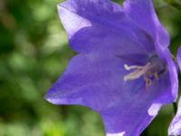 Campanula persicifolia Svanetorpsvägen, Åkarp, Lomma, Skåne, Sweden 20160716_0010