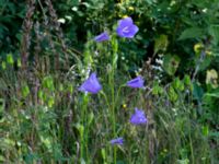 Campanula persicifolia Ulricedal, Malmö, Skåne, Sweden 20190617_0092