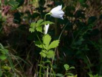 Campanula persicifolia Ulricedal, Malmö, Skåne, Sweden 20190617_0094