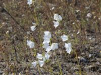 Campanula persicifolia Utfyllnaden Oljesjön, Norra hamnen, Malmö, Skåne, Sweden 20230730_0032