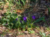 Campanula portenschlagiana Gärsnäsplanen, Johanneslust, Malmö, Skåne, Sweden 20190725_0001