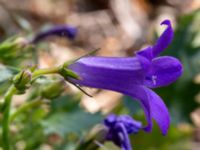 Campanula portenschlagiana Gärsnäsplanen, Johanneslust, Malmö, Skåne, Sweden 20190725_0007