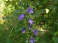 Campanula rapunculoides Balsberget, Kristianstad, Skåne, Sweden 20140709_0097