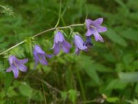 Campanula rapunculoides Balsberget, Kristianstad, Skåne, Sweden 20140709_0098