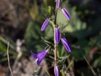 Campanula rapunculoides Grodreservatet, Malmö hamn, Malmö, Skåne, Sweden 20160609_0017