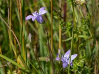 Campanula rapunculus Säbyholmsvägen, Landskrona, Skåne, Sweden 20160711_0105