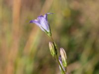 Campanula rapunculus Säbyholmsvägen, Landskrona, Skåne, Sweden 20200627_0011