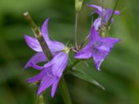 Campanula rapunculus Stjärneholms borgruin, Skurup, Skåne, Sweden 20150727_0151