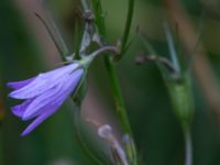 Campanula rapunculus Stjärneholms borgruin, Skurup, Skåne, Sweden 20150727_0169