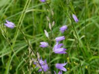 Campanula rapunculus Stjärneholms borgruin, Skurup, Skåne, Sweden 20170705_0103