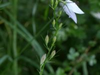 Campanula rapunculus Stjärneholms borgruin, Skurup, Skåne, Sweden 20170705_0111