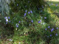 Campanula rotundifolia Bågskyttebanan, Vinbergs samhälle, Falkenberg, Halland, Sweden 20170809_0136